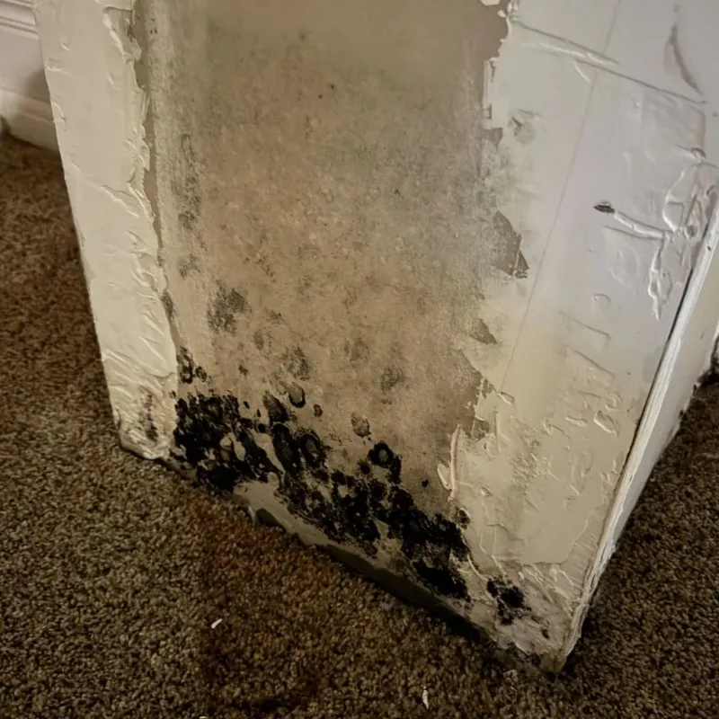 Professional Mold Removal in Mexico, ME